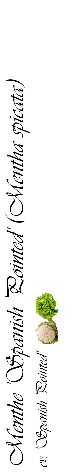 Étiquette de : Mentha spicata cv. 'Spanish Pointed' - format c - style noire60_basiqueviv avec comestibilité simplifiée