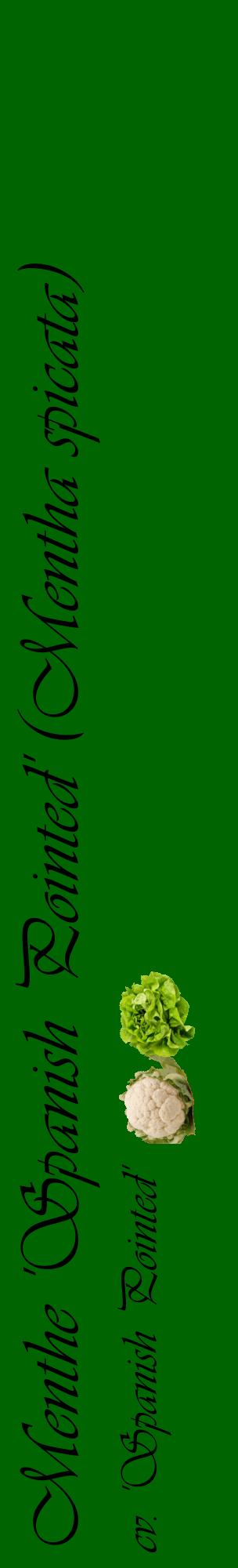 Étiquette de : Mentha spicata cv. 'Spanish Pointed' - format c - style noire8_basiqueviv avec comestibilité simplifiée