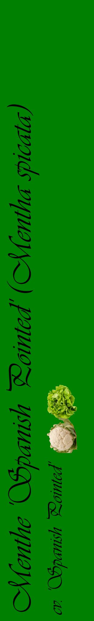 Étiquette de : Mentha spicata cv. 'Spanish Pointed' - format c - style noire9_basiqueviv avec comestibilité simplifiée
