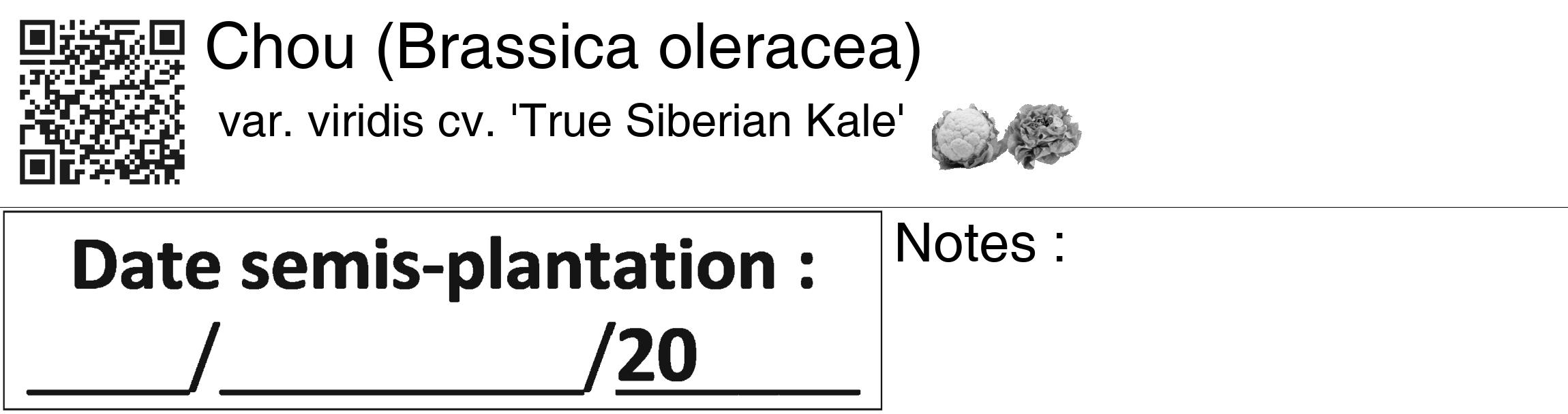 Étiquette de : Brassica oleracea var. viridis cv. 'True Siberian Kale' - format c - style noire60_basiquegrrvhel avec qrcode et comestibilité simplifiée