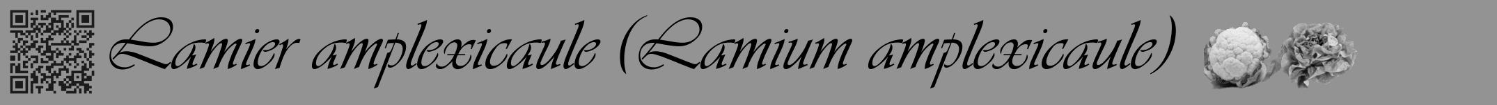 Étiquette de : Lamium amplexicaule - format a - style noire44simpleviv avec qrcode et comestibilité simplifiée