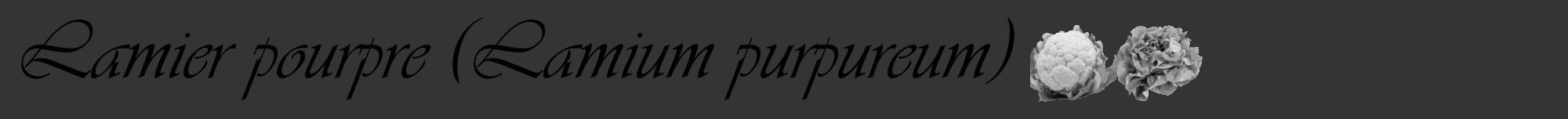 Étiquette de : Lamium purpureum - format a - style noire46viv avec comestibilité simplifiée