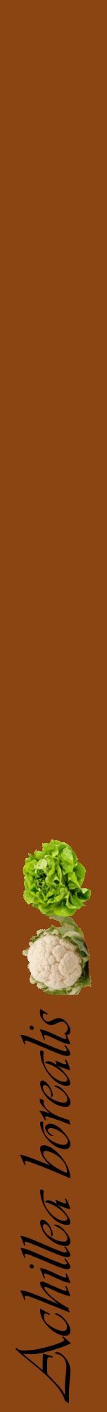 Étiquette de : Achillea borealis - format a - style noire30viv avec comestibilité simplifiée