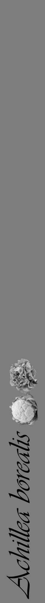 Étiquette de : Achillea borealis - format a - style noire35viv avec comestibilité simplifiée - position verticale