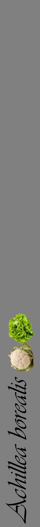 Étiquette de : Achillea borealis - format a - style noire57viv avec comestibilité simplifiée