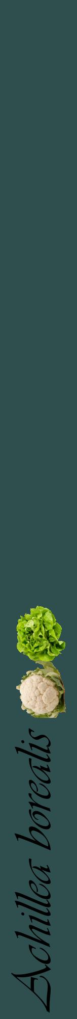 Étiquette de : Achillea borealis - format a - style noire58viv avec comestibilité simplifiée