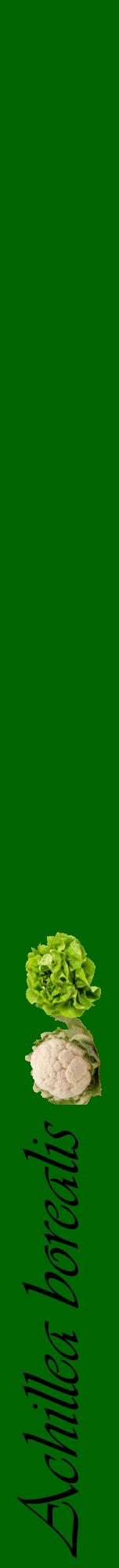 Étiquette de : Achillea borealis - format a - style noire8viv avec comestibilité simplifiée