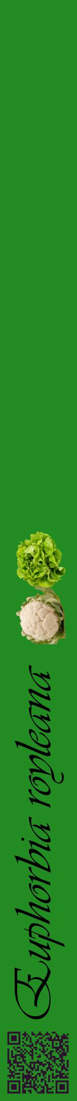Étiquette de : Euphorbia royleana - format a - style noire10viv avec qrcode et comestibilité simplifiée