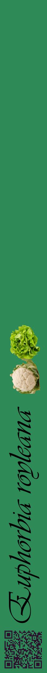 Étiquette de : Euphorbia royleana - format a - style noire11viv avec qrcode et comestibilité simplifiée