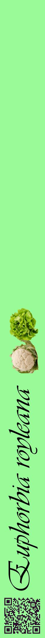 Étiquette de : Euphorbia royleana - format a - style noire14viv avec qrcode et comestibilité simplifiée