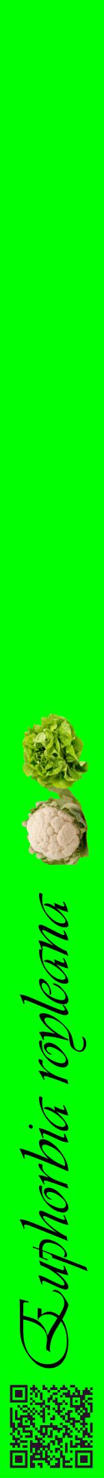 Étiquette de : Euphorbia royleana - format a - style noire16viv avec qrcode et comestibilité simplifiée