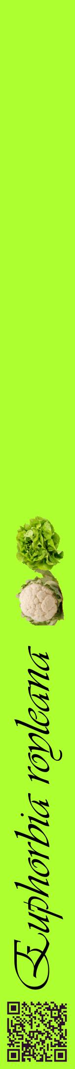 Étiquette de : Euphorbia royleana - format a - style noire17viv avec qrcode et comestibilité simplifiée