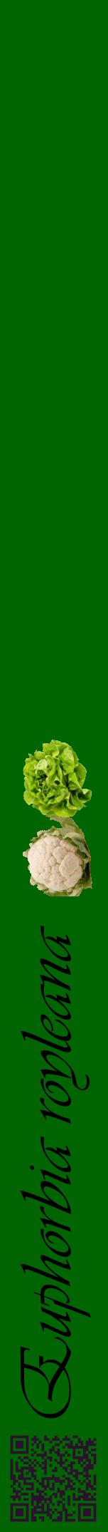 Étiquette de : Euphorbia royleana - format a - style noire8viv avec qrcode et comestibilité simplifiée