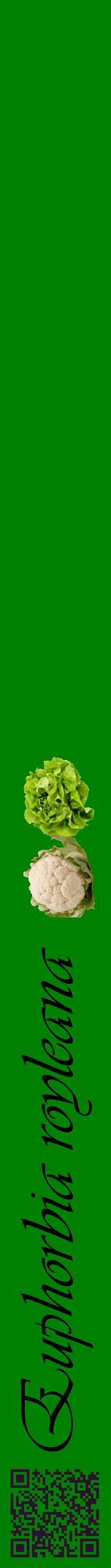 Étiquette de : Euphorbia royleana - format a - style noire9viv avec qrcode et comestibilité simplifiée
