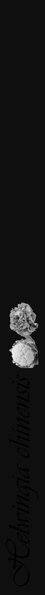 Étiquette de : Helwingia chinensis - format a - style noire7viv avec comestibilité simplifiée - position verticale