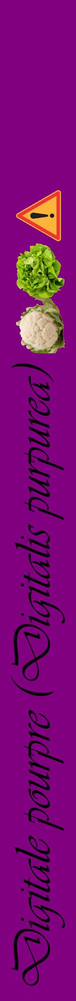 Étiquette de : Digitalis purpurea - format a - style noire46viv avec comestibilité simplifiée