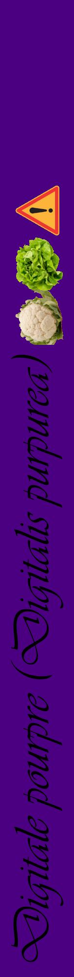 Étiquette de : Digitalis purpurea - format a - style noire47viv avec comestibilité simplifiée