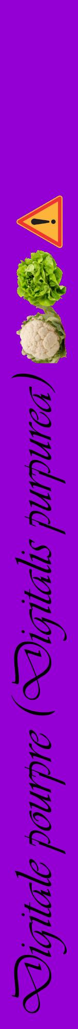 Étiquette de : Digitalis purpurea - format a - style noire48viv avec comestibilité simplifiée