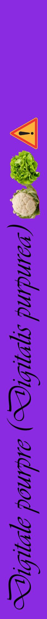 Étiquette de : Digitalis purpurea - format a - style noire49viv avec comestibilité simplifiée