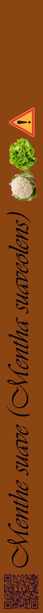 Étiquette de : Mentha suaveolens - format a - style noire30viv avec qrcode et comestibilité simplifiée