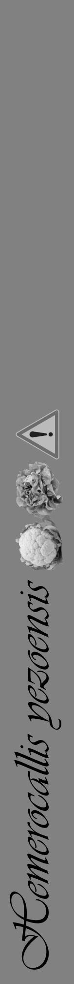 Étiquette de : Hemerocallis yezoensis - format a - style noire50viv avec comestibilité simplifiée - position verticale