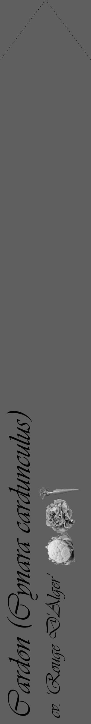 Étiquette de : Cynara cardunculus cv. 'Rouge D'Alger' - format c - style noire10_simple_simpleviv avec comestibilité simplifiée - position verticale