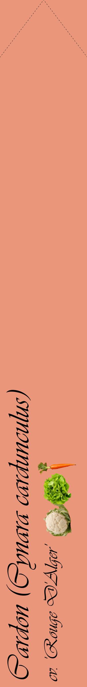 Étiquette de : Cynara cardunculus cv. 'Rouge D'Alger' - format c - style noire37_simpleviv avec comestibilité simplifiée