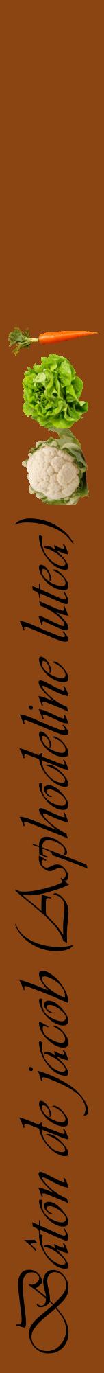 Étiquette de : Asphodeline lutea - format a - style noire30viv avec comestibilité simplifiée