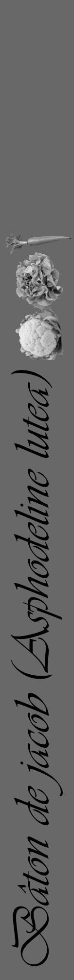Étiquette de : Asphodeline lutea - format a - style noire43viv avec comestibilité simplifiée - position verticale