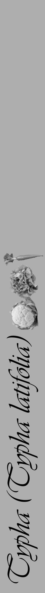 Étiquette de : Typha latifolia - format a - style noire53viv avec comestibilité simplifiée - position verticale