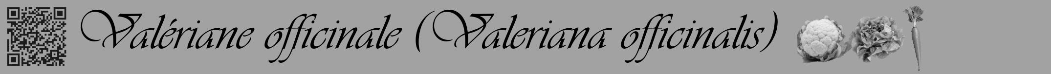 Étiquette de : Valeriana officinalis - format a - style noire38viv avec qrcode et comestibilité simplifiée