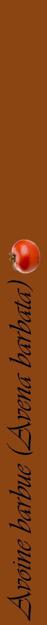 Étiquette de : Avena barbata - format a - style noire30viv avec comestibilité simplifiée