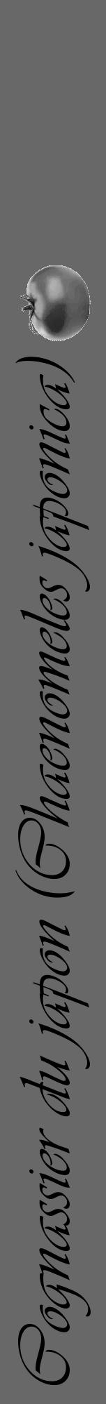 Étiquette de : Chaenomeles japonica - format a - style noire6viv avec comestibilité simplifiée - position verticale