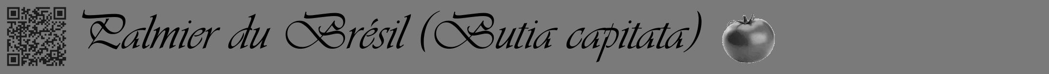 Étiquette de : Butia capitata - format a - style noire3viv avec qrcode et comestibilité simplifiée
