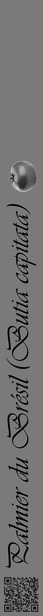 Étiquette de : Butia capitata - format a - style noire3viv avec qrcode et comestibilité simplifiée - position verticale