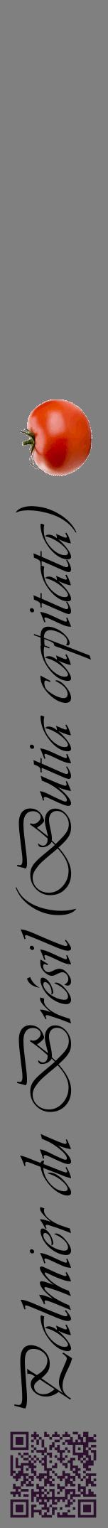 Étiquette de : Butia capitata - format a - style noire57viv avec qrcode et comestibilité simplifiée
