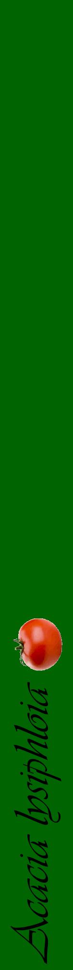 Étiquette de : Acacia lysiphloia - format a - style noire8viv avec comestibilité simplifiée