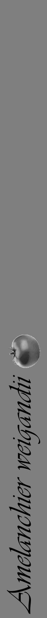 Étiquette de : Amelanchier weigandii - format a - style noire57viv avec comestibilité simplifiée - position verticale