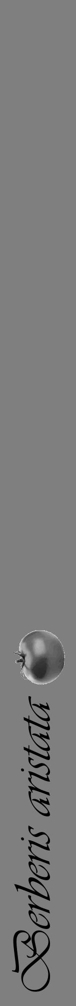 Étiquette de : Berberis aristata - format a - style noire31viv avec comestibilité simplifiée - position verticale