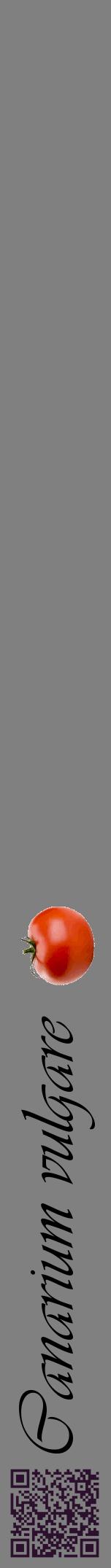 Étiquette de : Canarium vulgare - format a - style noire57viv avec qrcode et comestibilité simplifiée