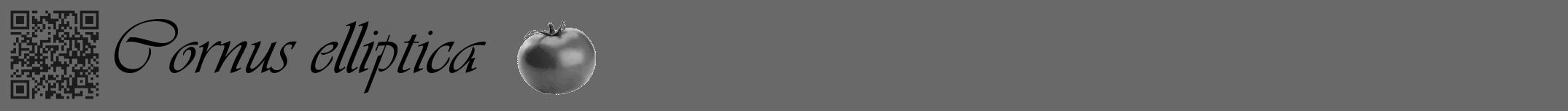 Étiquette de : Cornus elliptica - format a - style noire51basiqueviv avec qrcode et comestibilité simplifiée