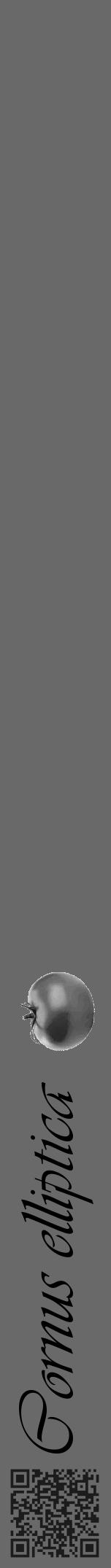 Étiquette de : Cornus elliptica - format a - style noire51basiqueviv avec qrcode et comestibilité simplifiée - position verticale