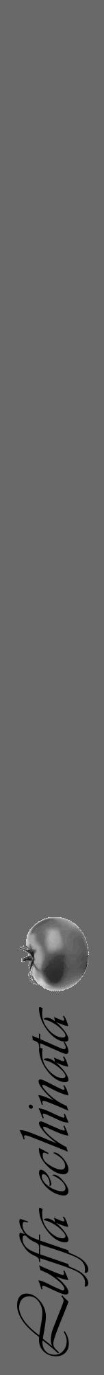 Étiquette de : Luffa echinata - format a - style noire11viv avec comestibilité simplifiée - position verticale