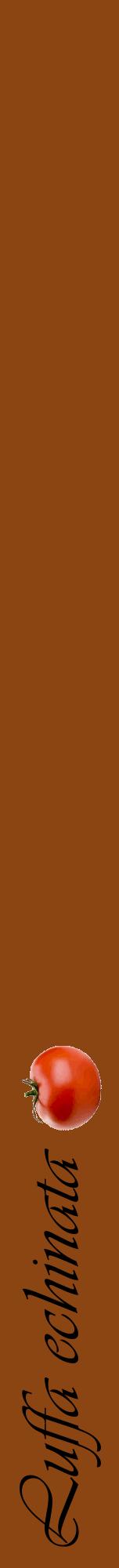 Étiquette de : Luffa echinata - format a - style noire30viv avec comestibilité simplifiée
