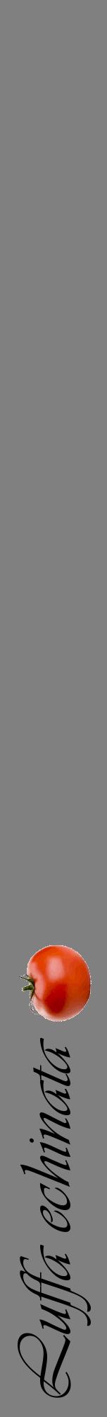 Étiquette de : Luffa echinata - format a - style noire57viv avec comestibilité simplifiée