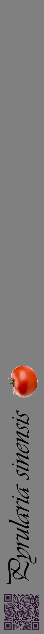 Étiquette de : Pyrularia sinensis - format a - style noire57viv avec qrcode et comestibilité simplifiée