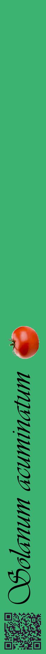 Étiquette de : Solanum acuminatum - format a - style noire12viv avec qrcode et comestibilité simplifiée