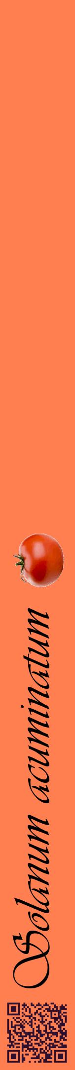 Étiquette de : Solanum acuminatum - format a - style noire24viv avec qrcode et comestibilité simplifiée
