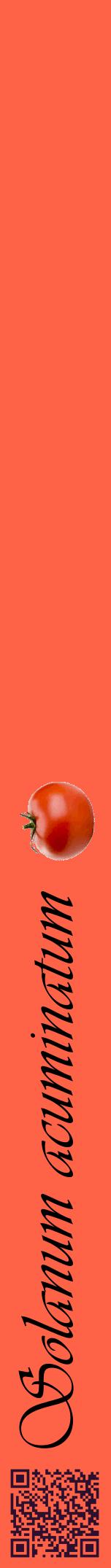 Étiquette de : Solanum acuminatum - format a - style noire25viv avec qrcode et comestibilité simplifiée