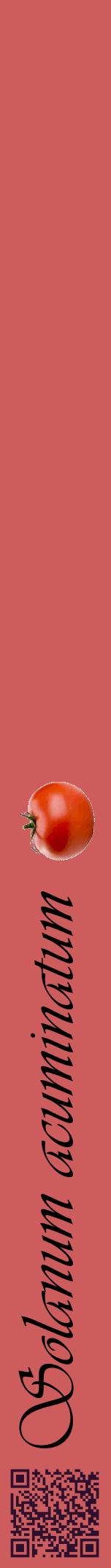 Étiquette de : Solanum acuminatum - format a - style noire35viv avec qrcode et comestibilité simplifiée